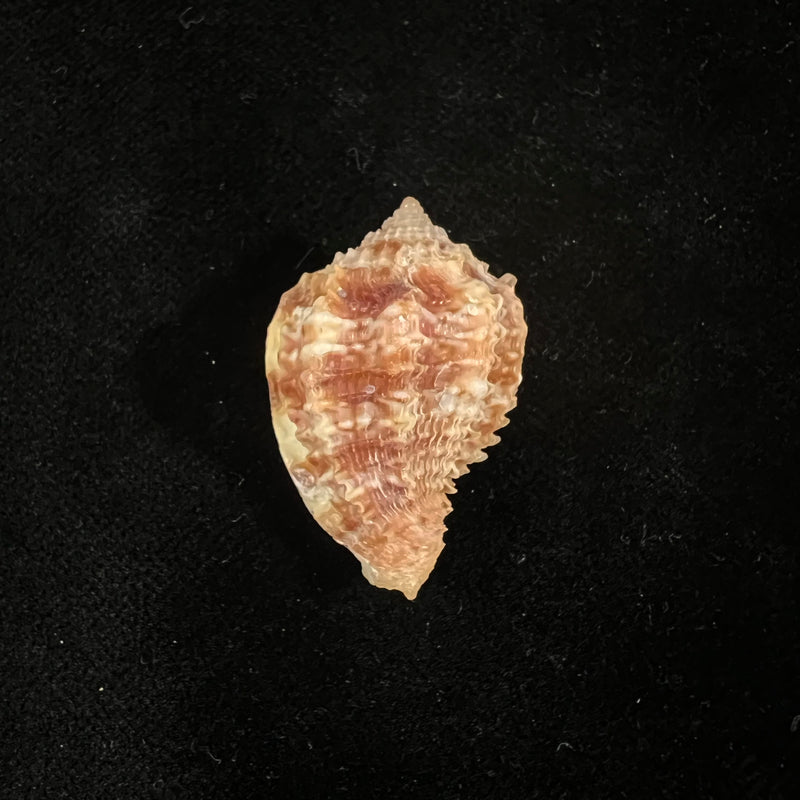 Morum praeclarum Melvill, 1919 - 31,2mm