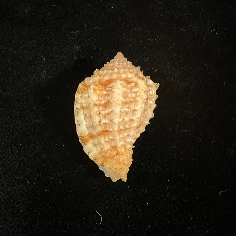 Morum praeclarum Melvill, 1919 - 29,9mm