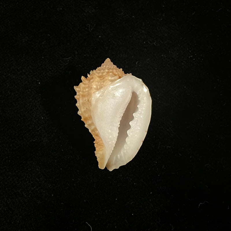 Morum praeclarum Melvill, 1919 - 29,9mm