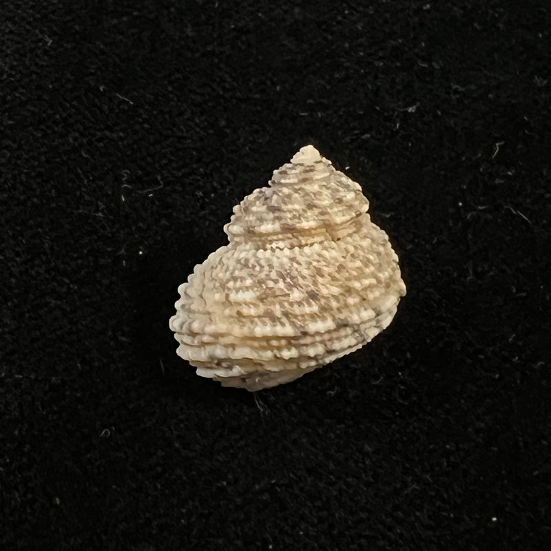 Euchelus asper (Gmelin, 1791) - 17,7mm