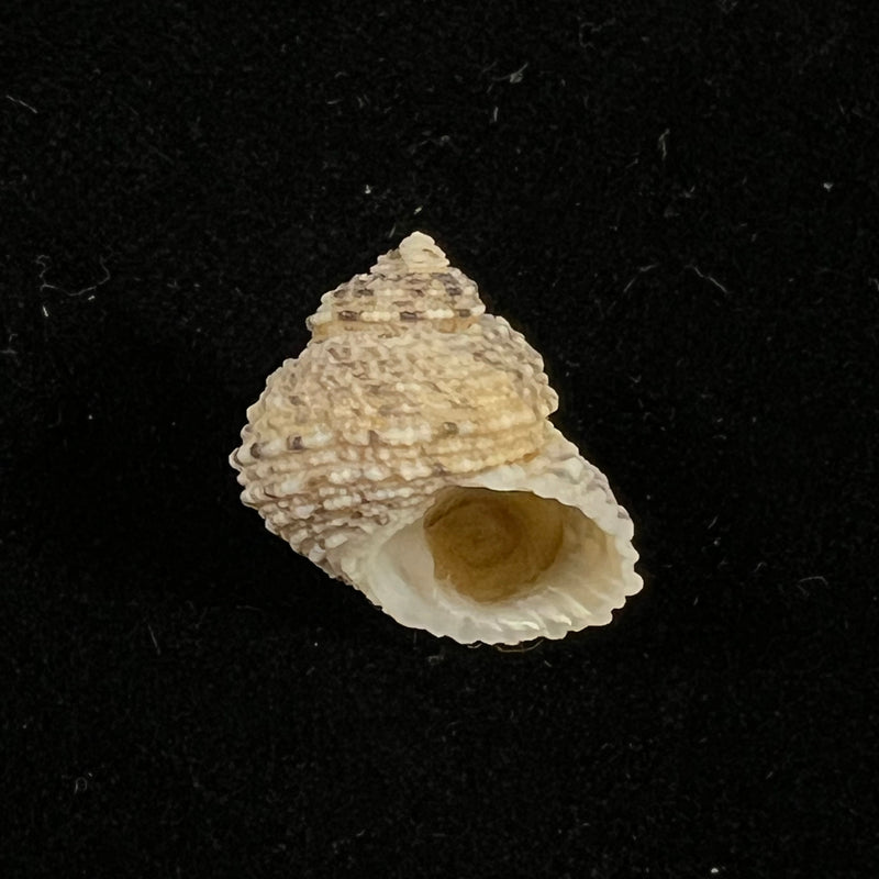 Euchelus asper (Gmelin, 1791) - 17,7mm