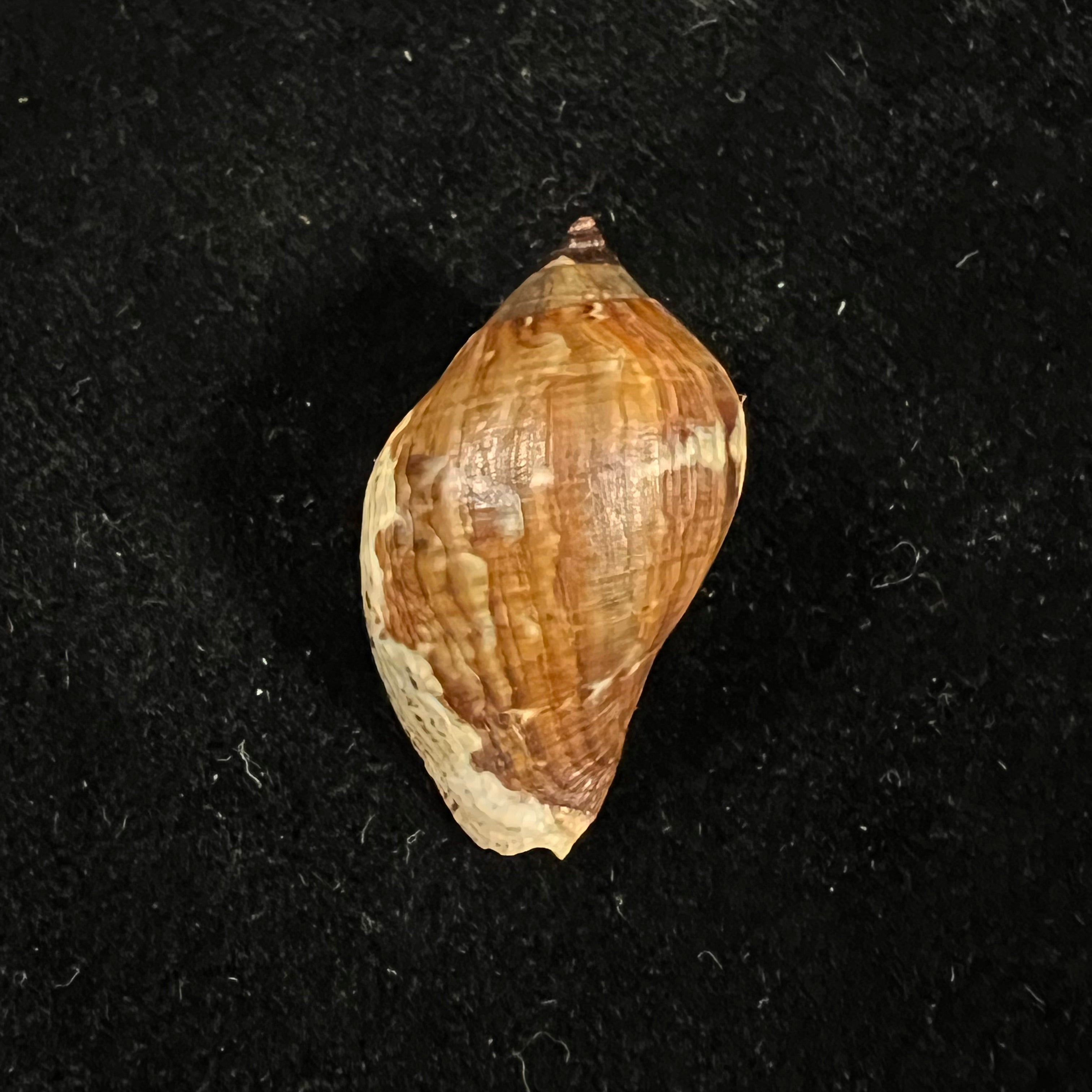 Nassa situla (Reeve, 1846) - 32,1mm