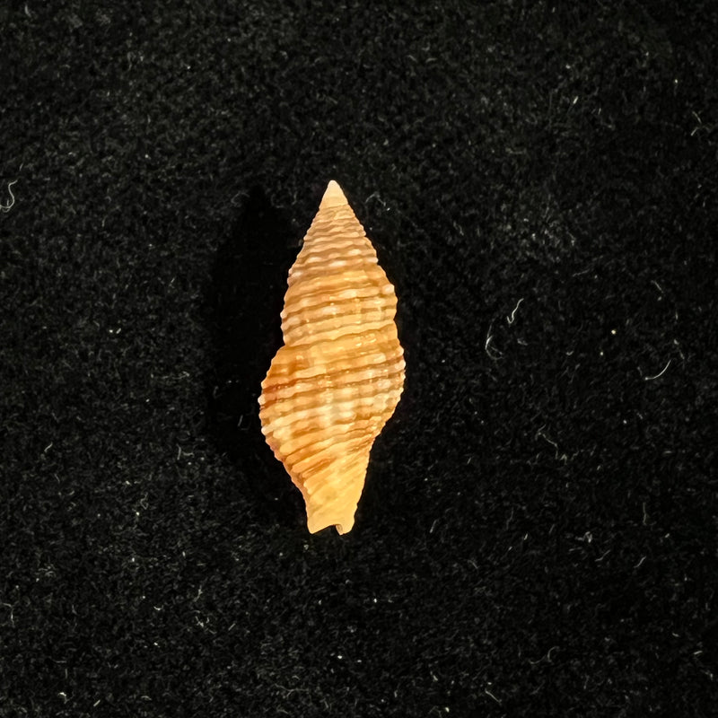 Prodotia crocata (Reeve, 1846) - 19,9mm