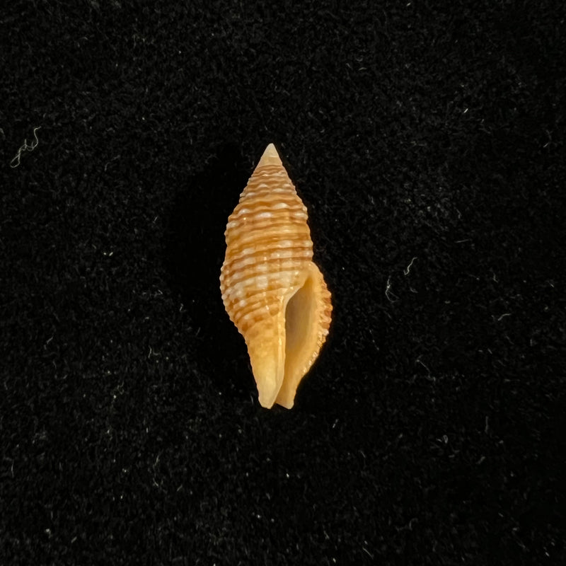 Prodotia crocata (Reeve, 1846) - 19,9mm