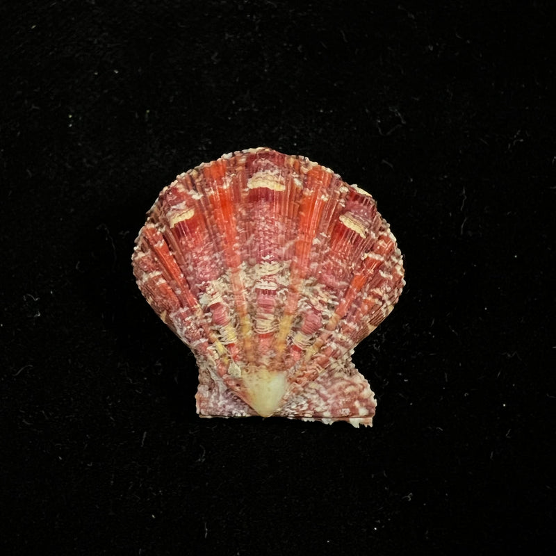 Nodipecten nodosus (Linnaeus, 1758) - 25,1mm