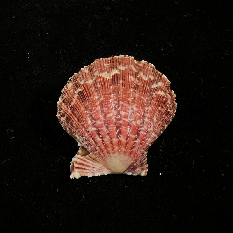 Nodipecten nodosus (Linnaeus, 1758) - 25,1mm