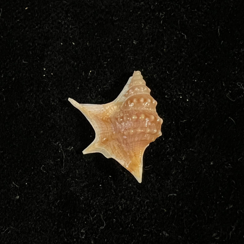 Aporrhais senegalensis Gray, 1838 - 19,9mm