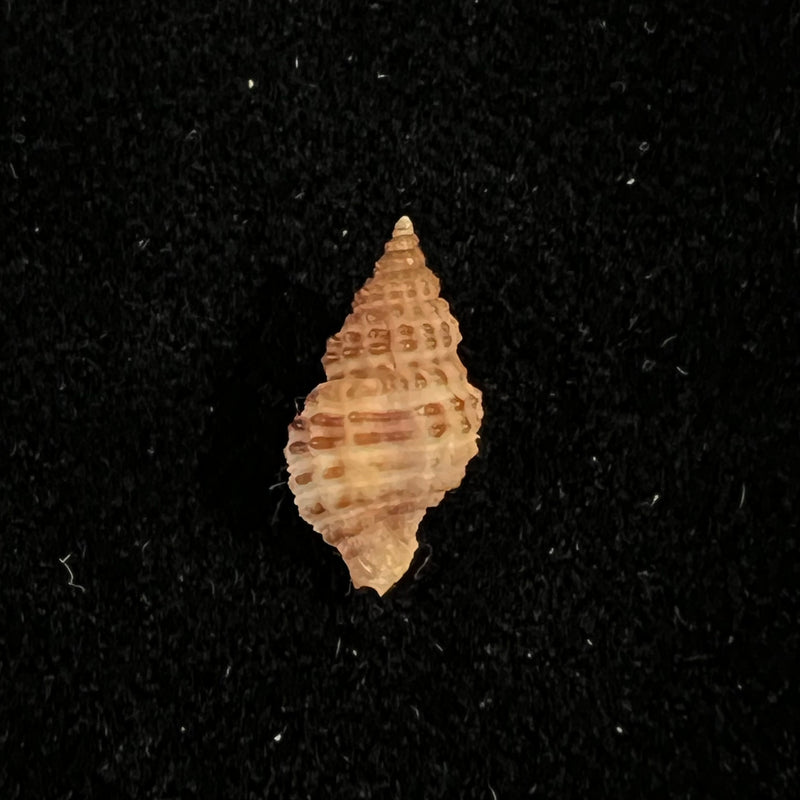 Trachypollia didyma (Schwengel, 1943) - 13,3mm