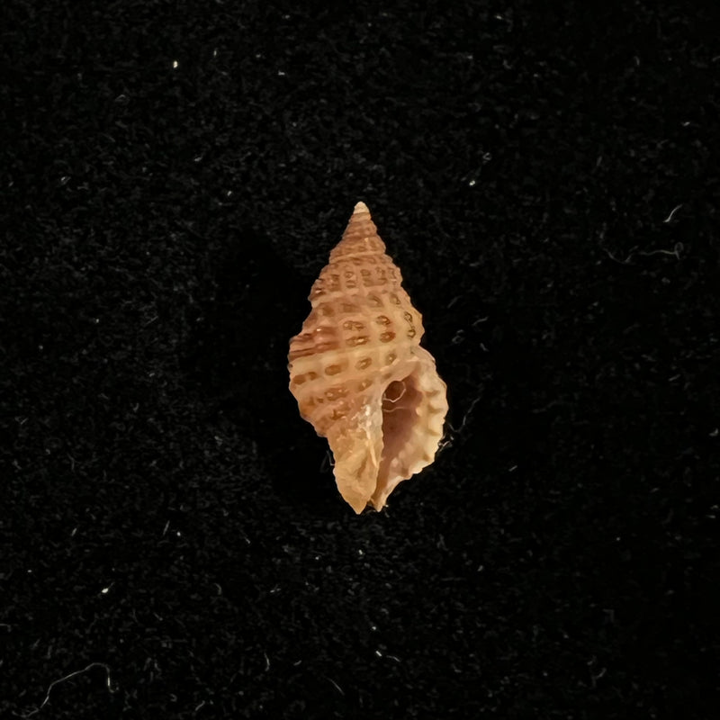 Trachypollia didyma (Schwengel, 1943) - 13,3mm