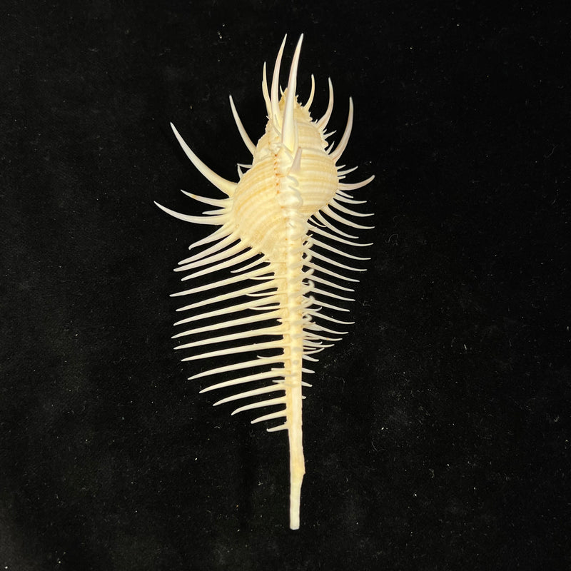 Murex pecten [Lightfoot], 1786 - 131,6mm