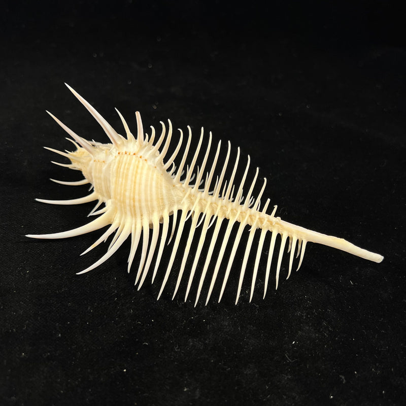 Murex pecten [Lightfoot], 1786 - 131,6mm