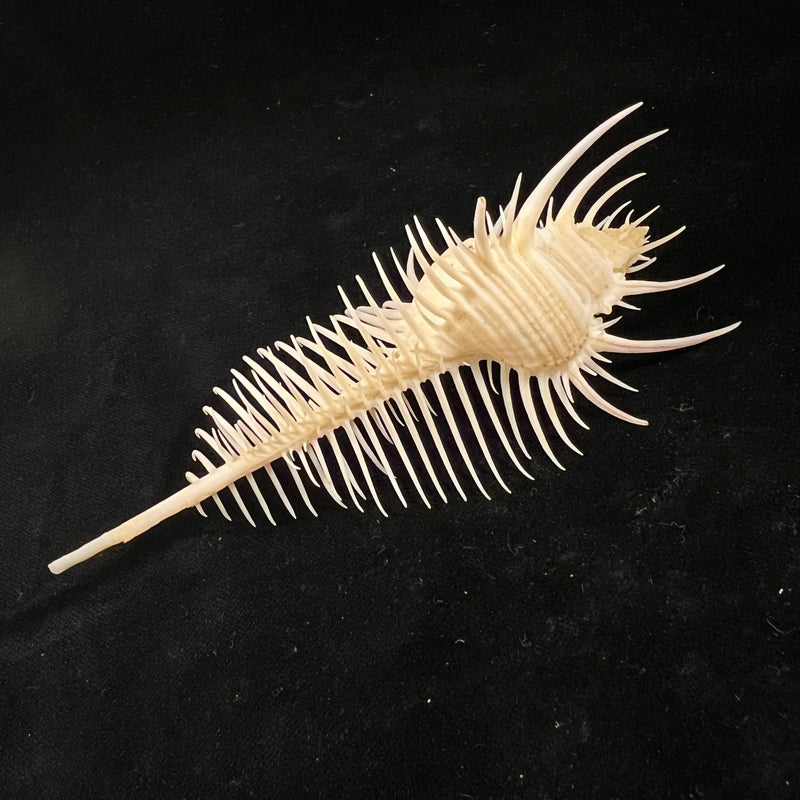 Murex pecten [Lightfoot], 1786 - 131,6mm