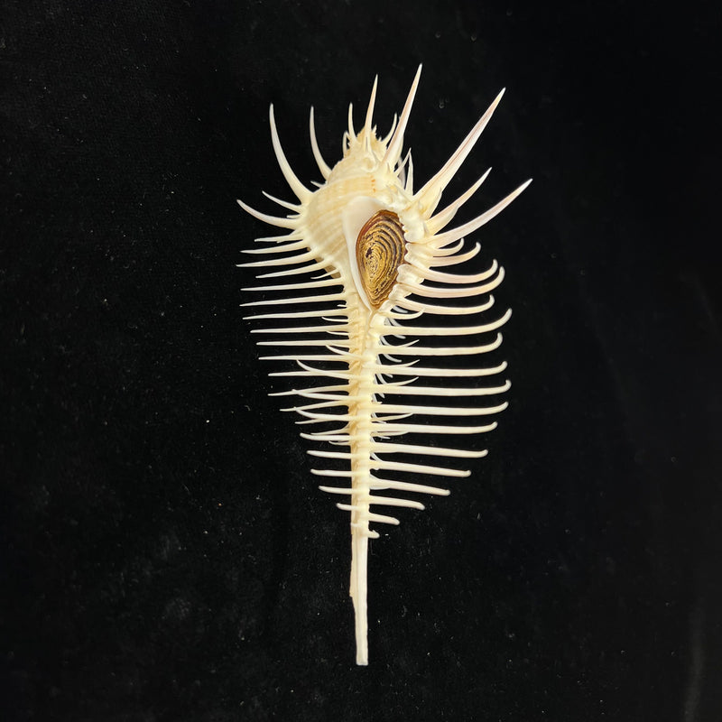 Murex pecten [Lightfoot], 1786 - 131,6mm