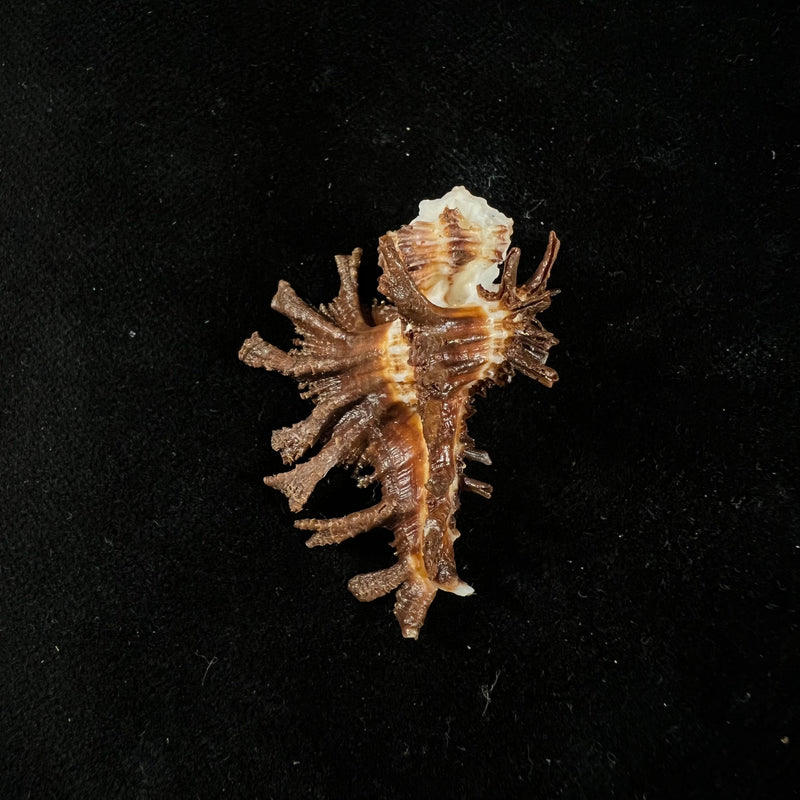 Homalocantha scorpio (Linnaeus, 1758) - 40,3mm