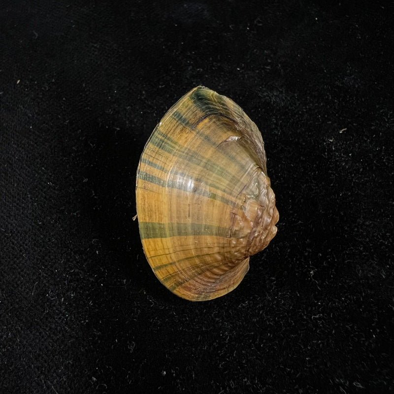 Acuticosta chinensis (I. Lea, 1868) - 37,3mm