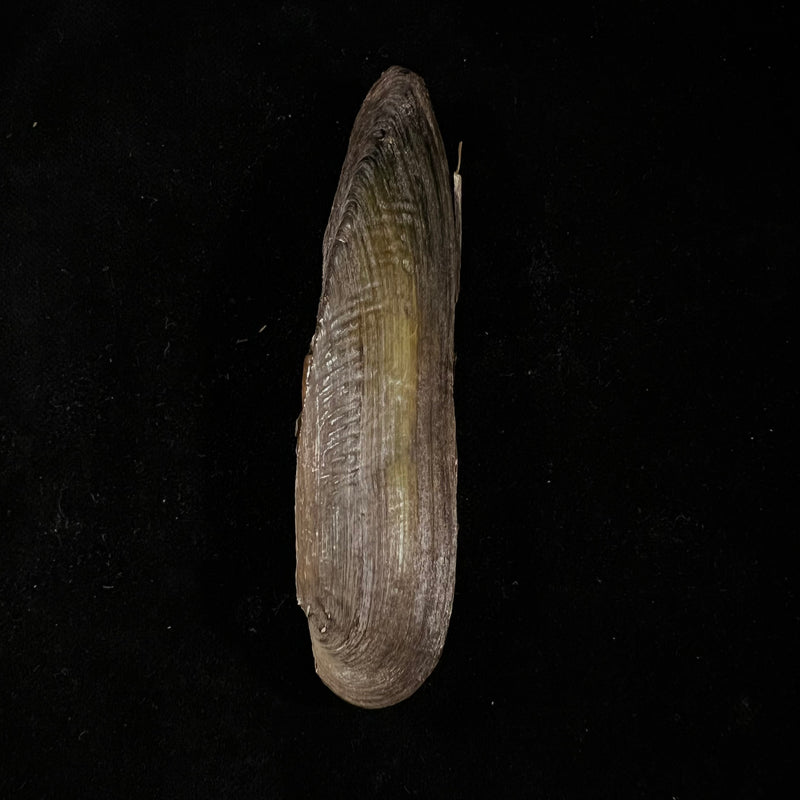 Lanceolaria grayii (J. E. Gray, 1833) - 96,3mm