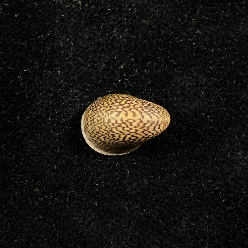 Neripteron pileolus (Récluz, 1850) - 14,1mm