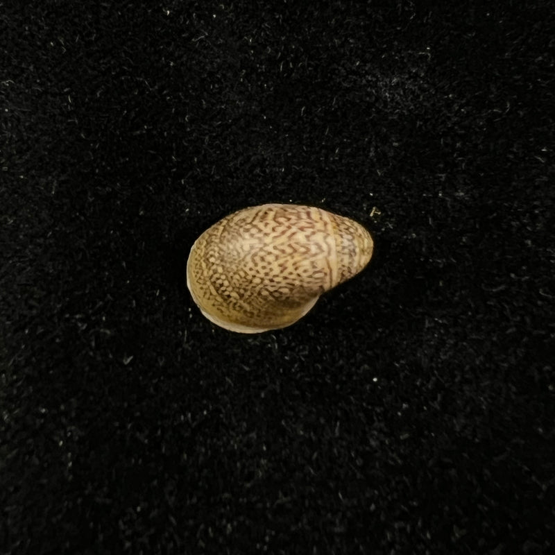 Neripteron pileolus (Récluz, 1850) - 14,4mm