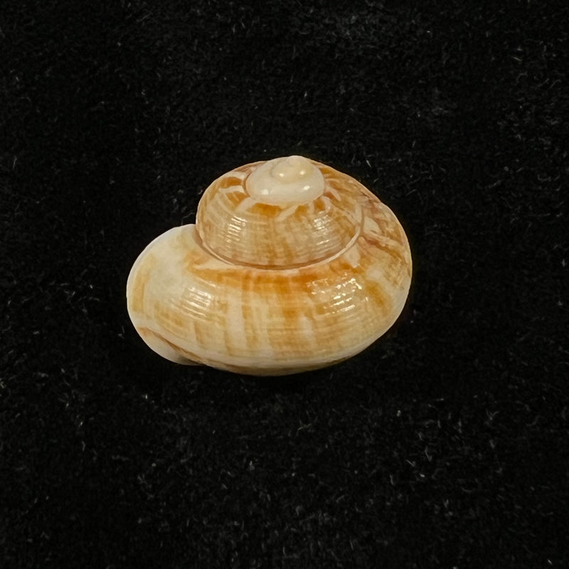 Cyclophorus canaliferus (G. B. Sowerby I, 1842) - 18,9mm