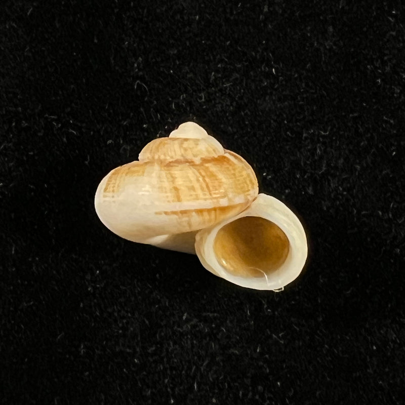 Cyclophorus canaliferus (G. B. Sowerby I, 1842) - 18,9mm