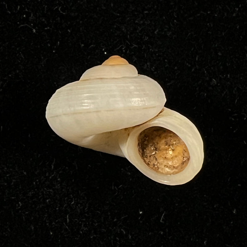 Cyclophorus canaliferus (G. B. Sowerby I, 1842) - 17,9mm