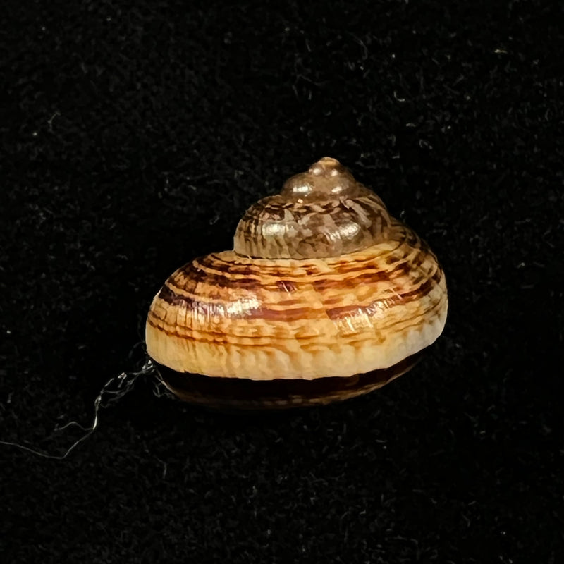 Cyclophorus martensianus Möllendorff, 1874 - 17,4mm