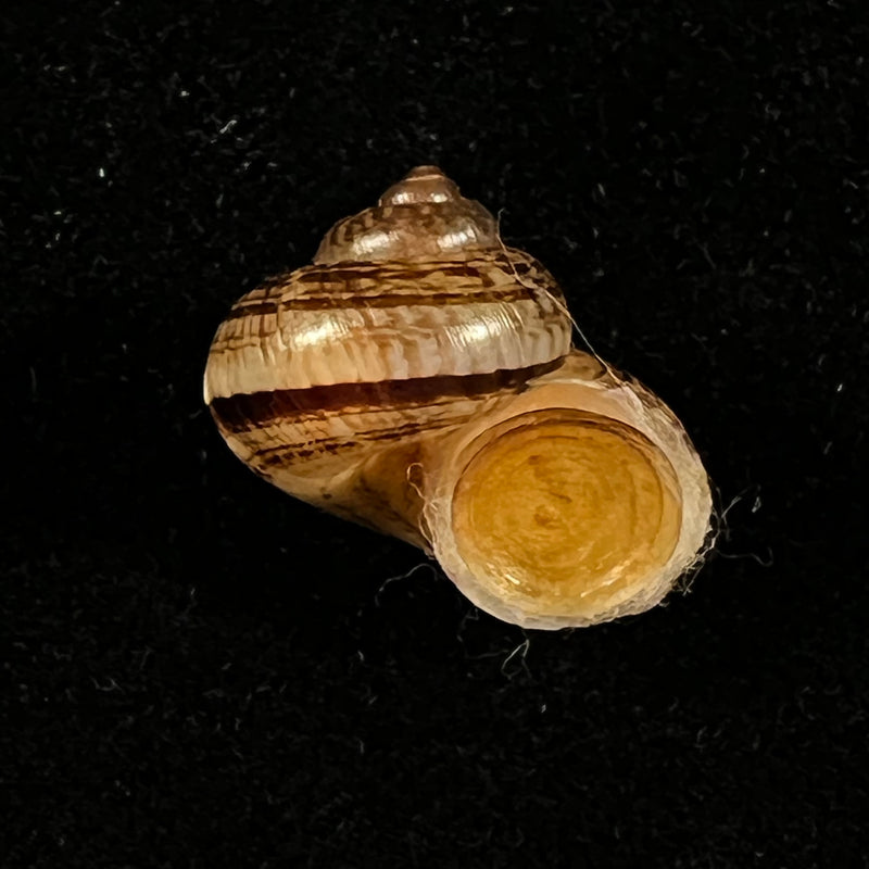 Cyclophorus martensianus Möllendorff, 1874 - 17,4mm