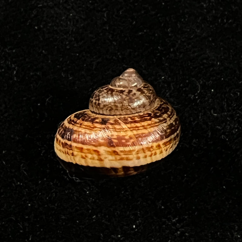 Cyclophorus martensianus Möllendorff, 1874 - 18,2mm