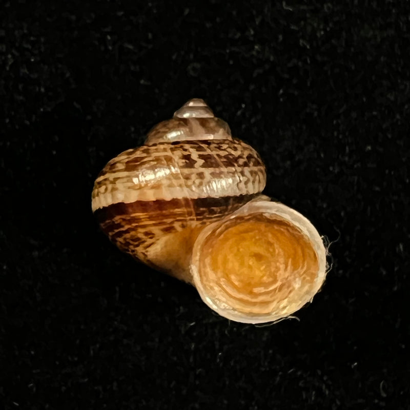 Cyclophorus martensianus Möllendorff, 1874 - 18,2mm