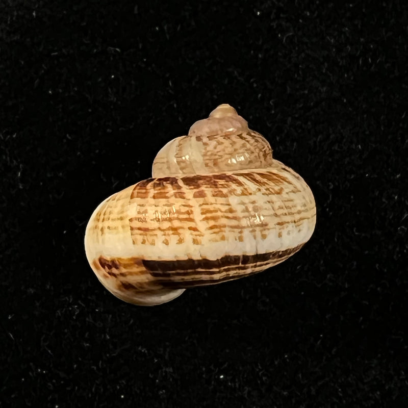 Cyclophorus martensianus Möllendorff, 1874 - 19,5mm