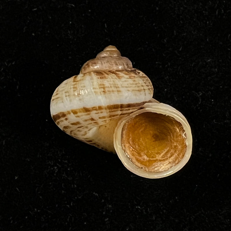 Cyclophorus martensianus Möllendorff, 1874 - 19,5mm