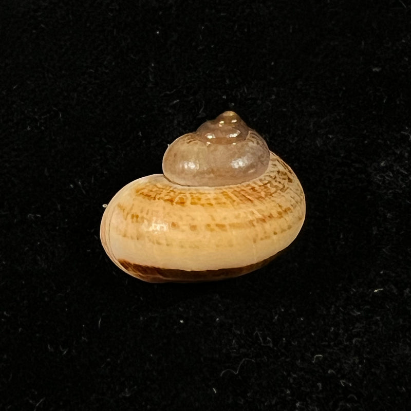 Cyclophorus martensianus Möllendorff, 1874 - 17,9mm