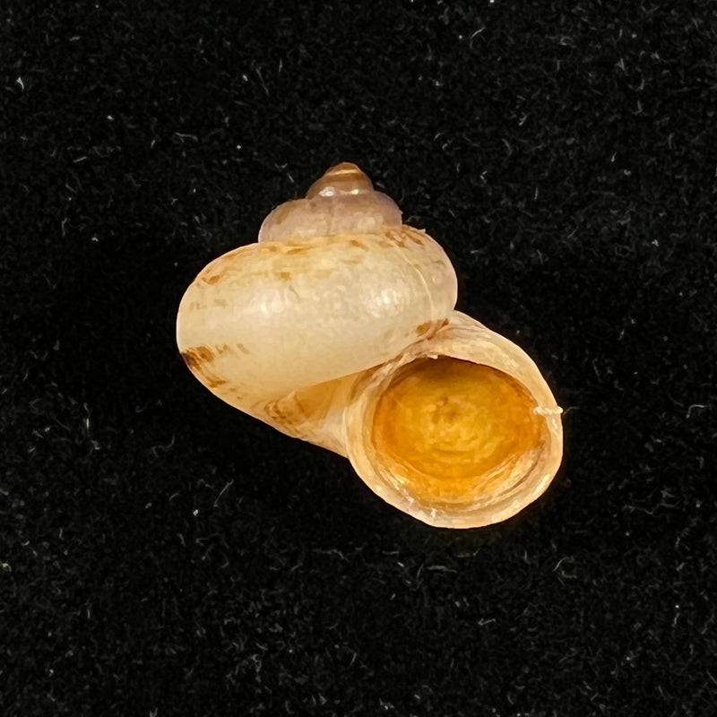 Cyclophorus martensianus Möllendorff, 1874 - 17,9mm