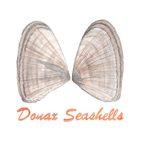 Donax Seashells