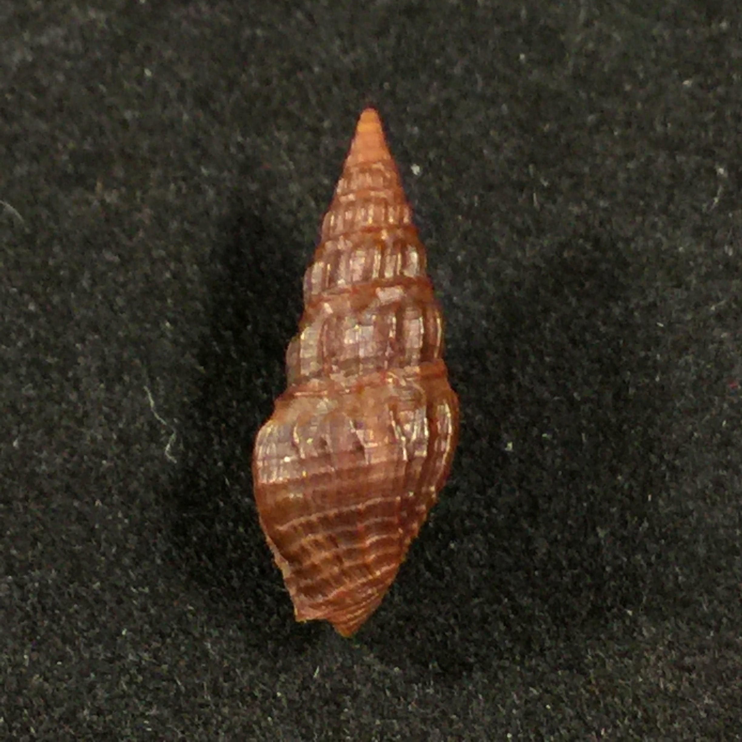 Crassispira fuscescens (Reeve, 1843) - 18mm