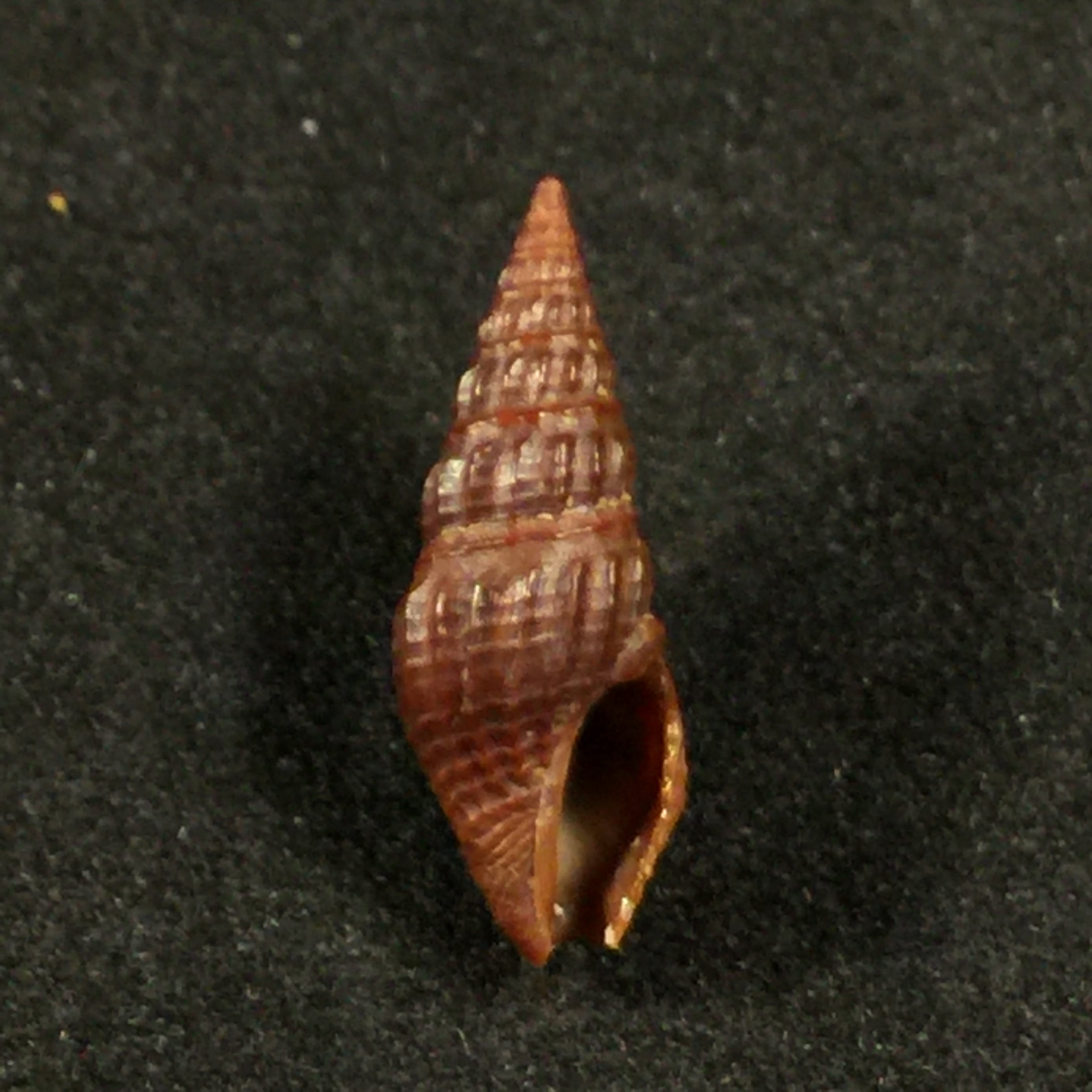 Crassispira fuscescens (Reeve, 1843) - 18mm