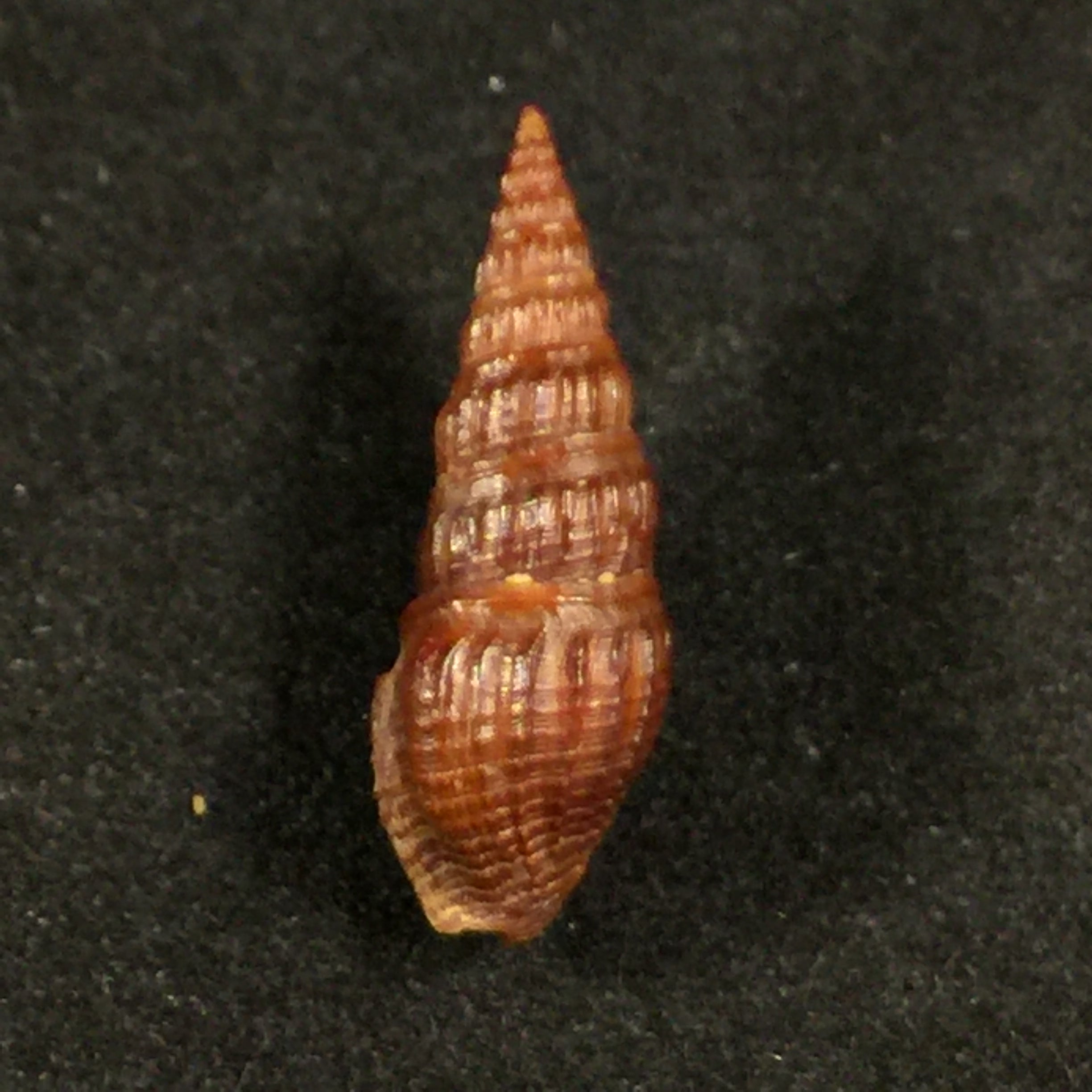 Crassispira fuscescens (Reeve, 1843) - 22mm