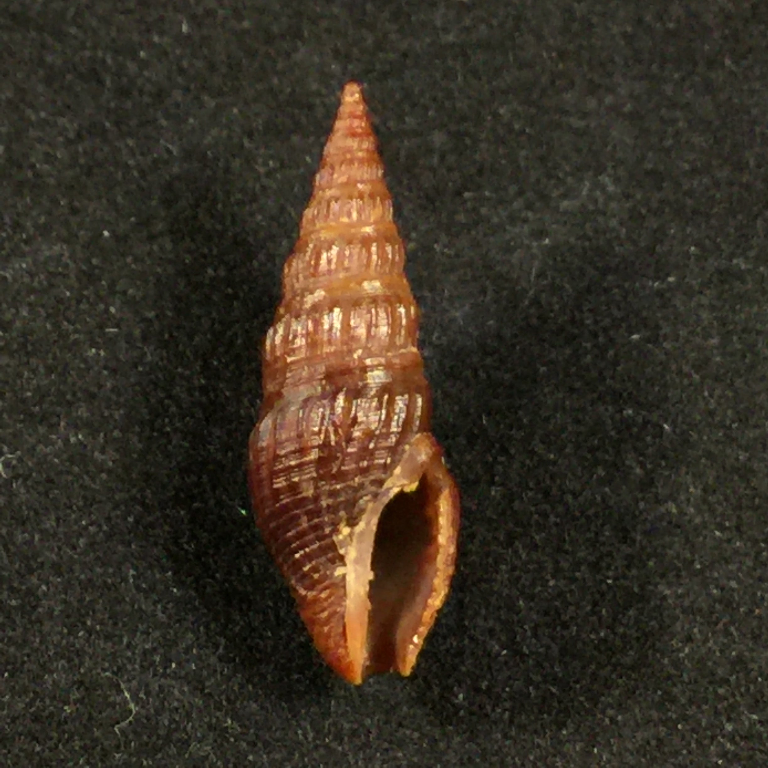 Crassispira fuscescens (Reeve, 1843) - 22mm