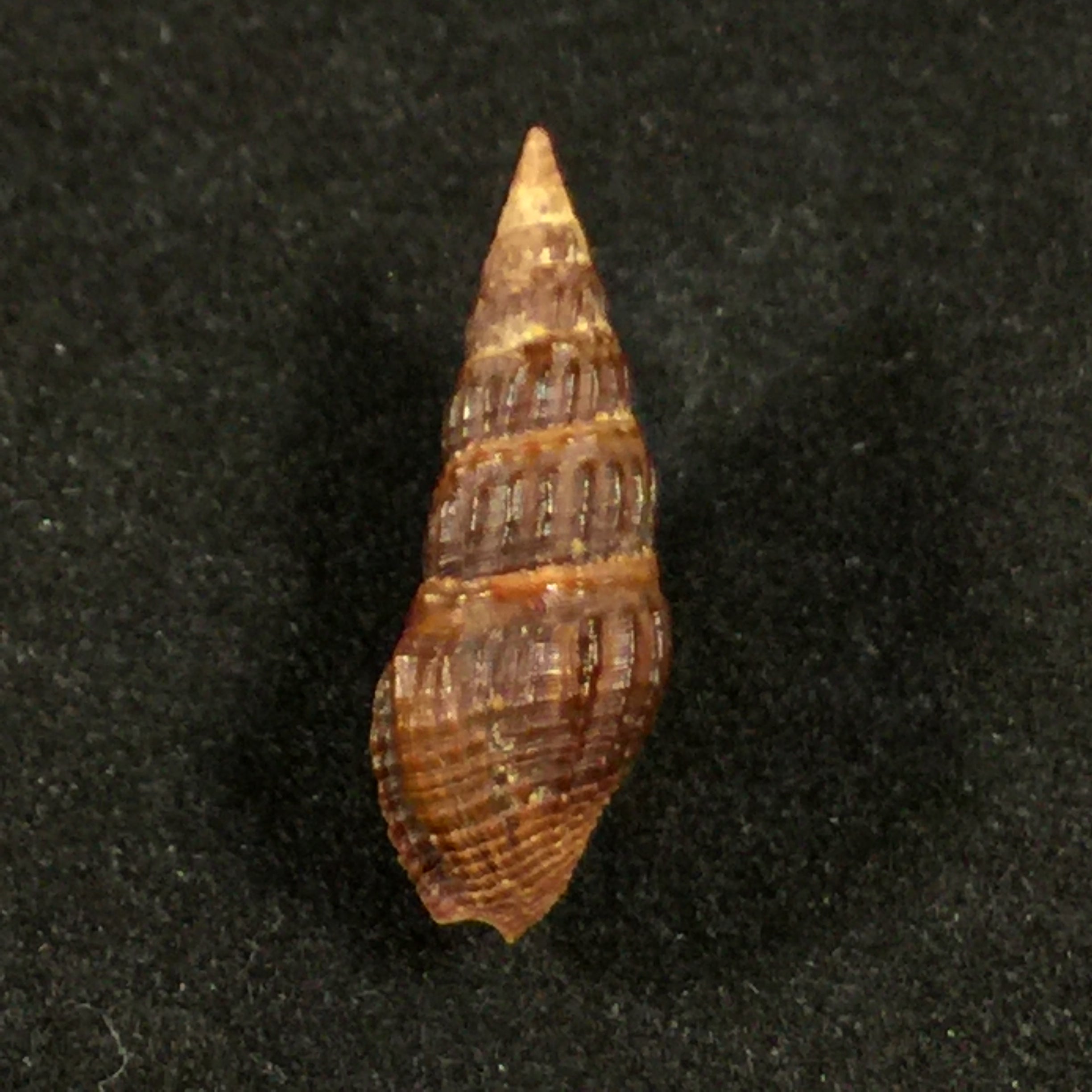 Crassispira fuscescens (Reeve, 1843) - 20mm