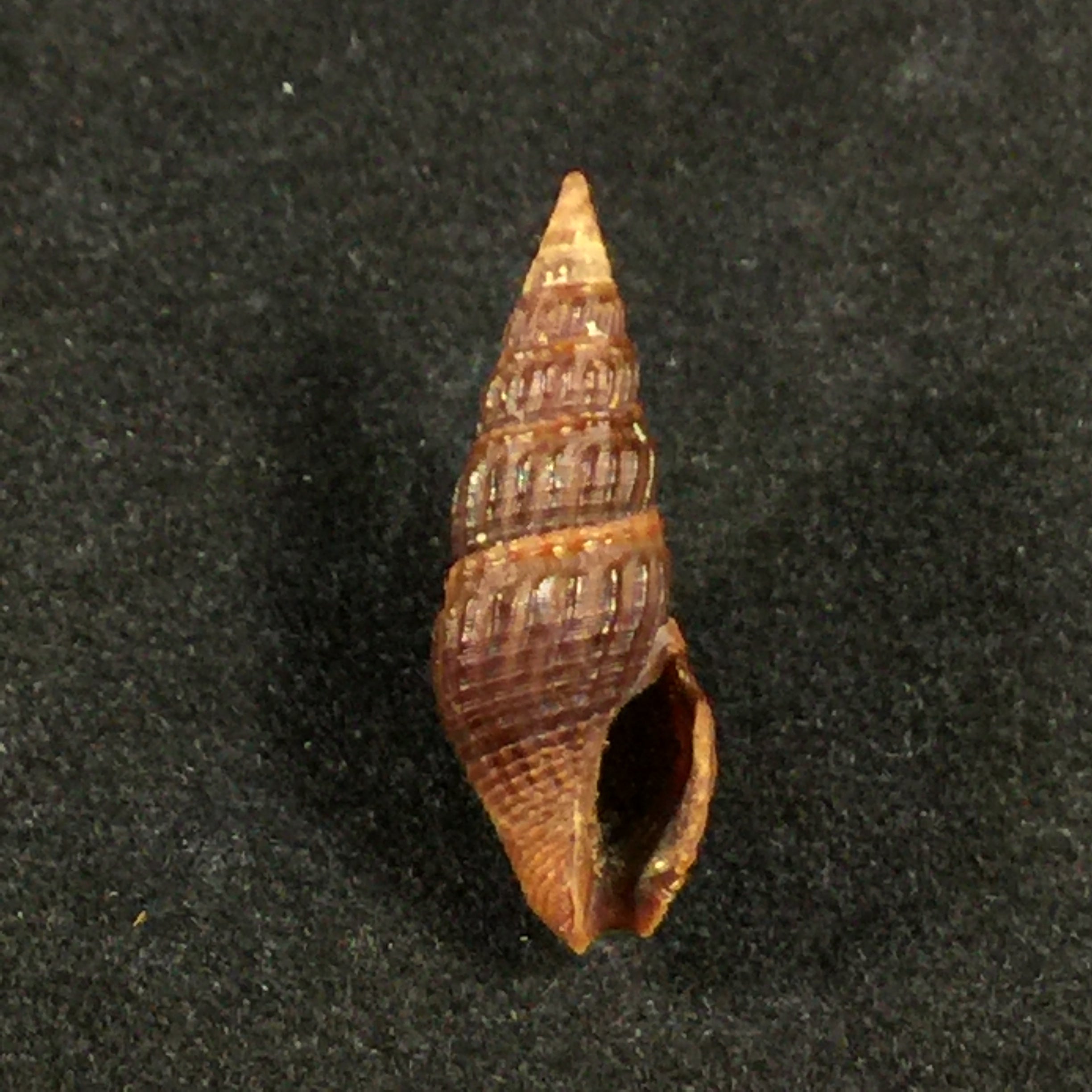 Crassispira fuscescens (Reeve, 1843) - 20mm