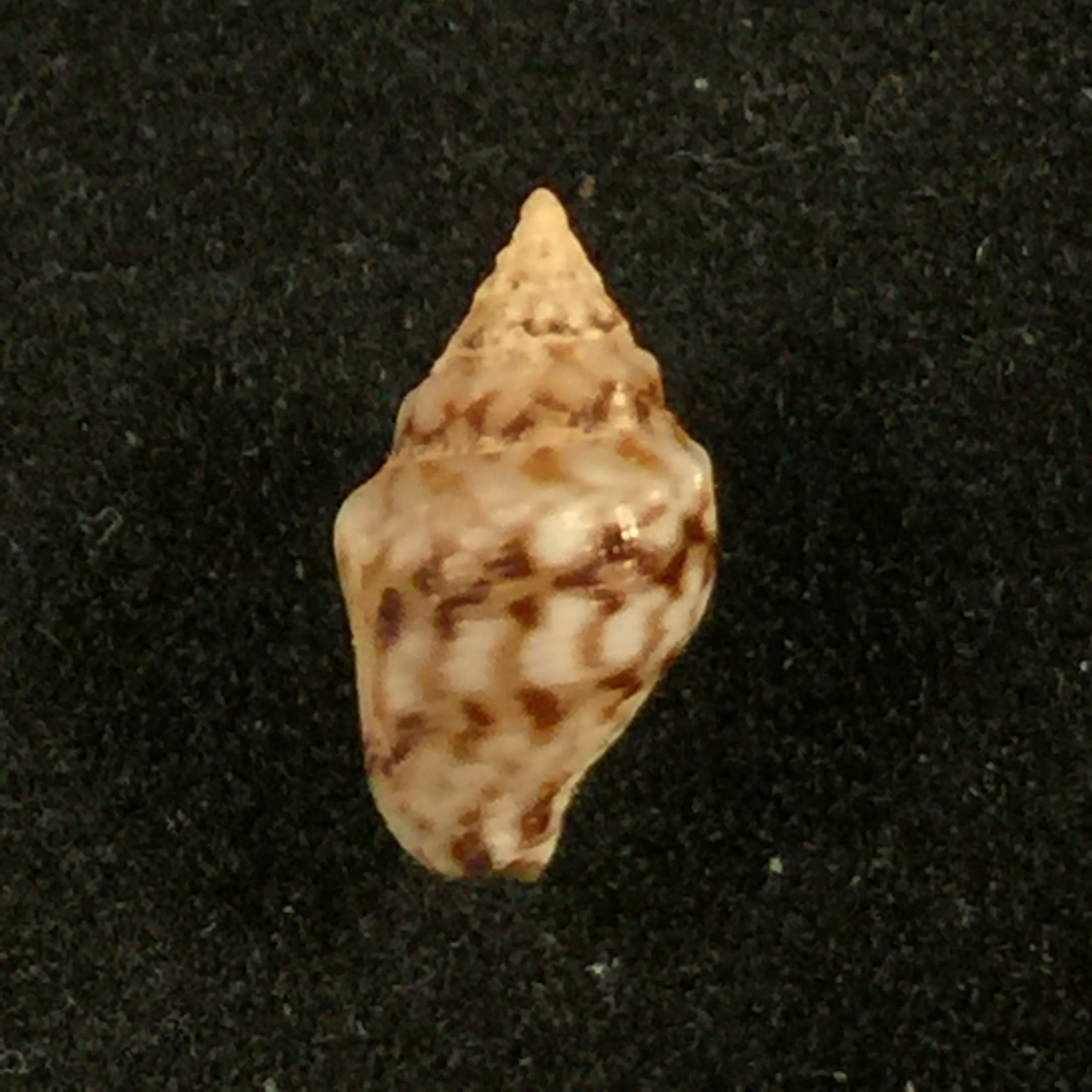 Euplica varians (G. B. Sowerby, 1832) - 9mm