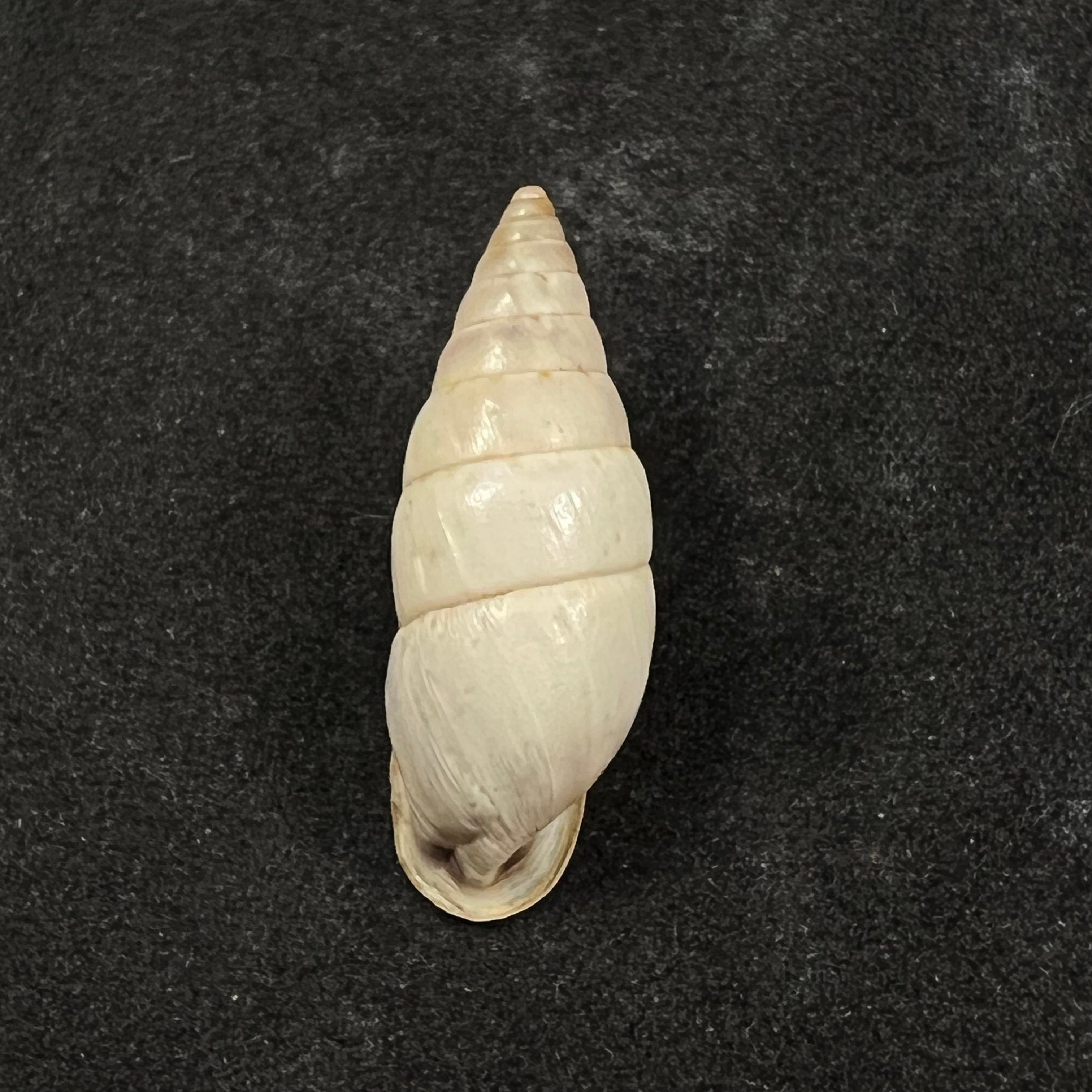 Cyclodontina chaseae Marshall, 1926 - 25,1mm