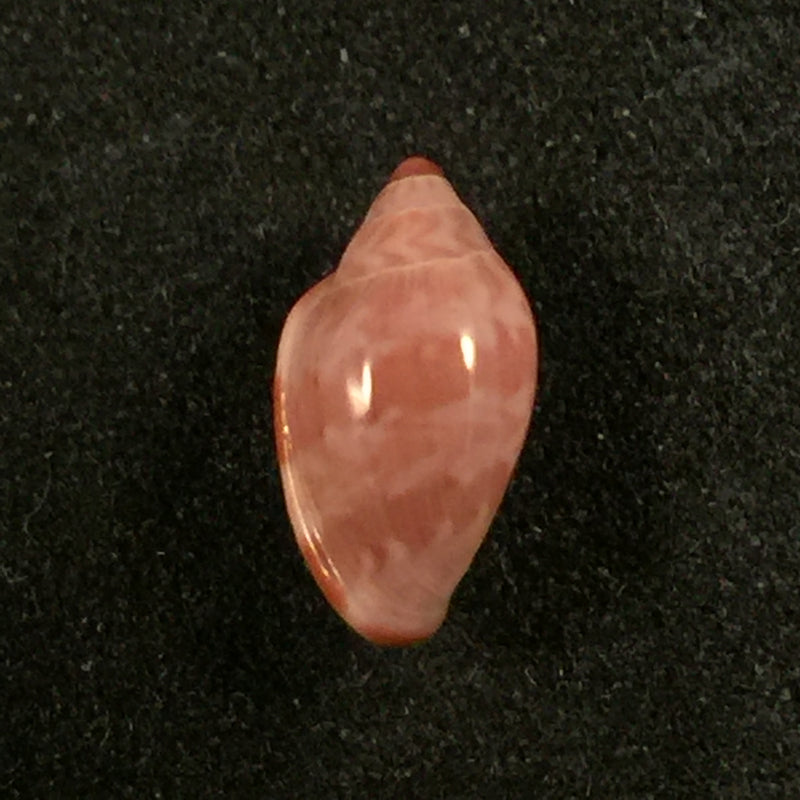 Marginella purpurea Cossignani, 2006 - 10,1mm