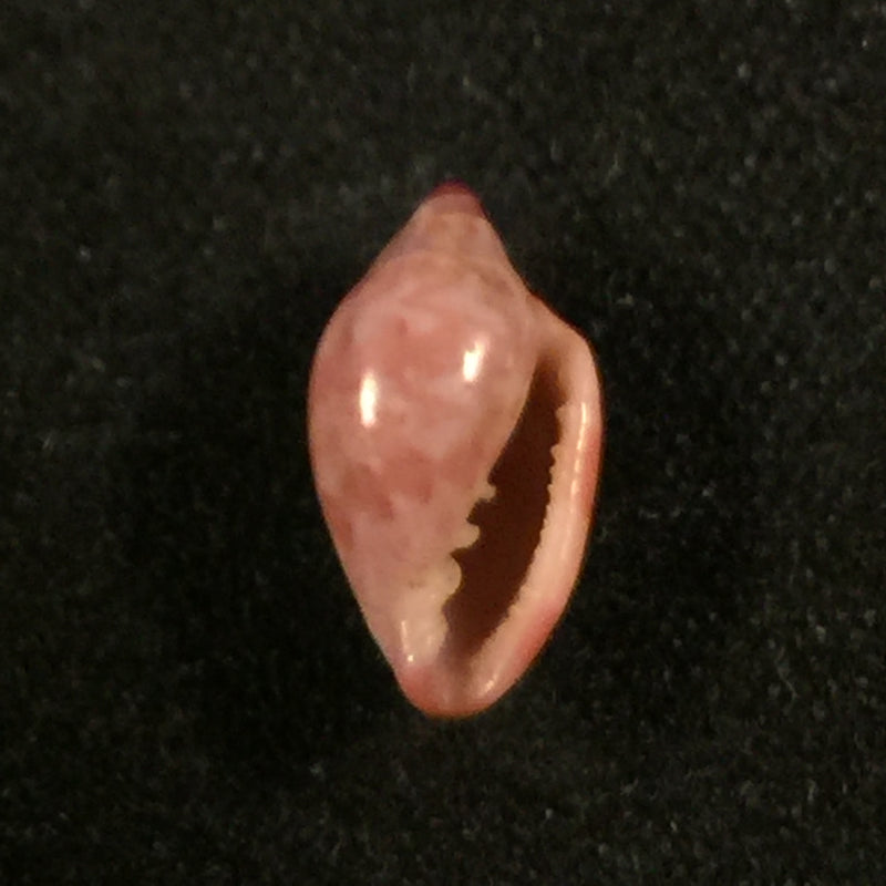 Marginella purpurea Cossignani, 2006 - 10,1mm