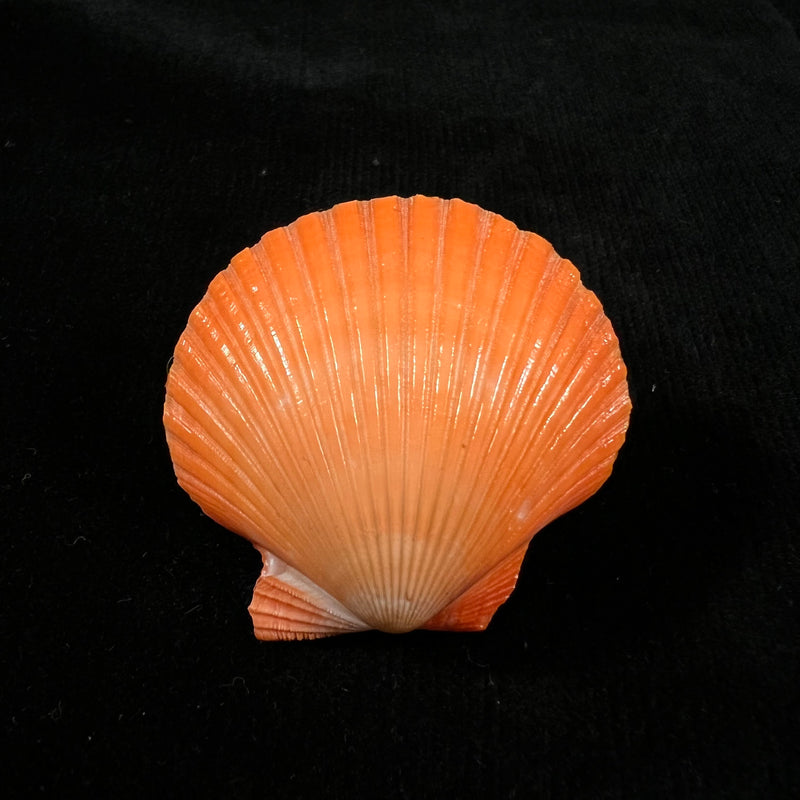 Aequipecten flabellum (Gmelin, 1791) - 44mm