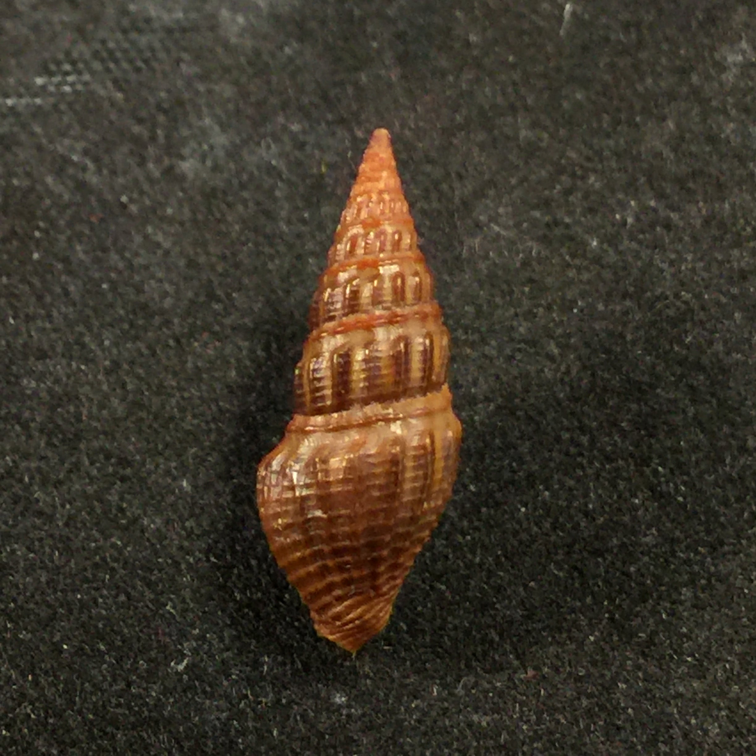 Crassispira fuscescens (Reeve, 1843) - 17,4mm