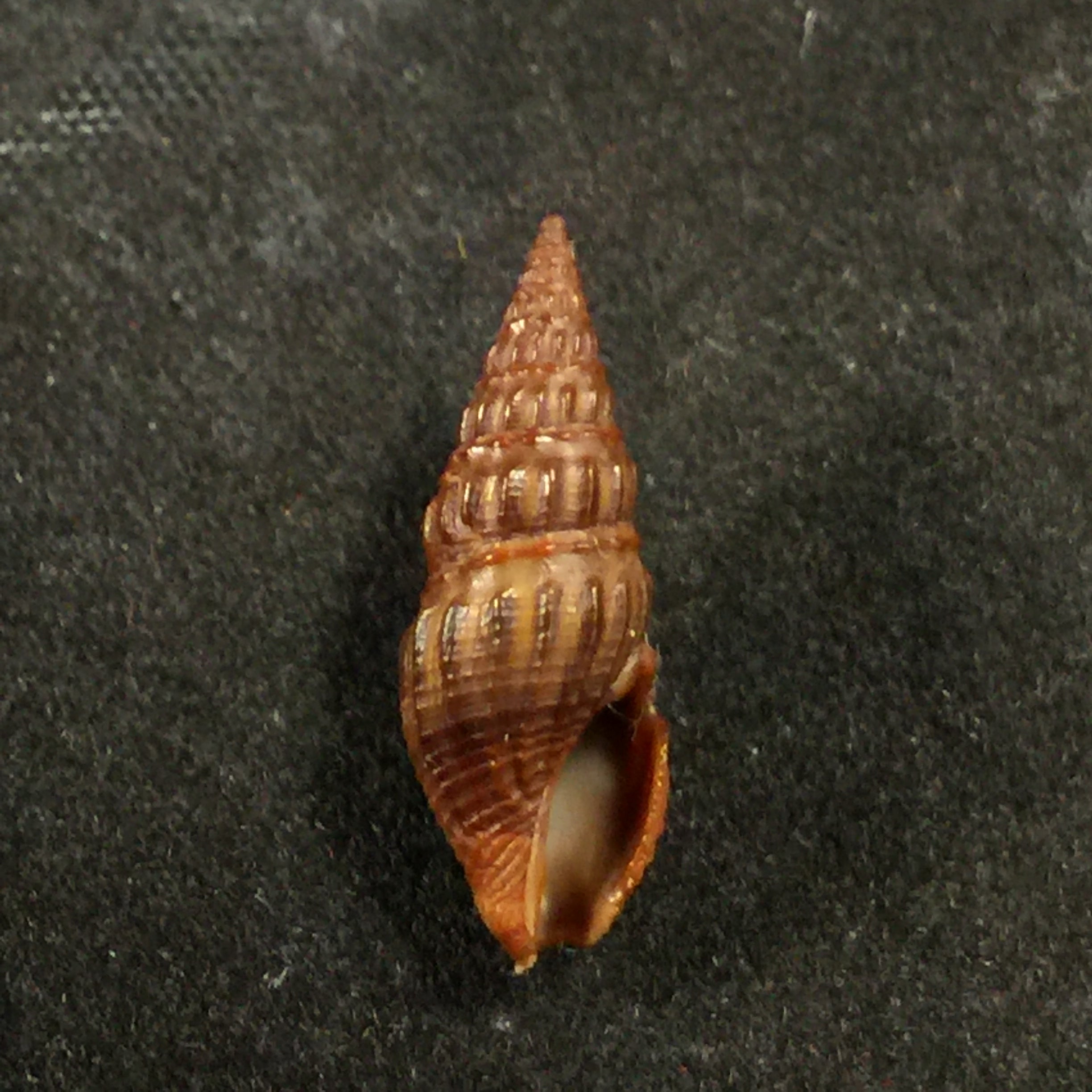 Crassispira fuscescens (Reeve, 1843) - 17,7mm