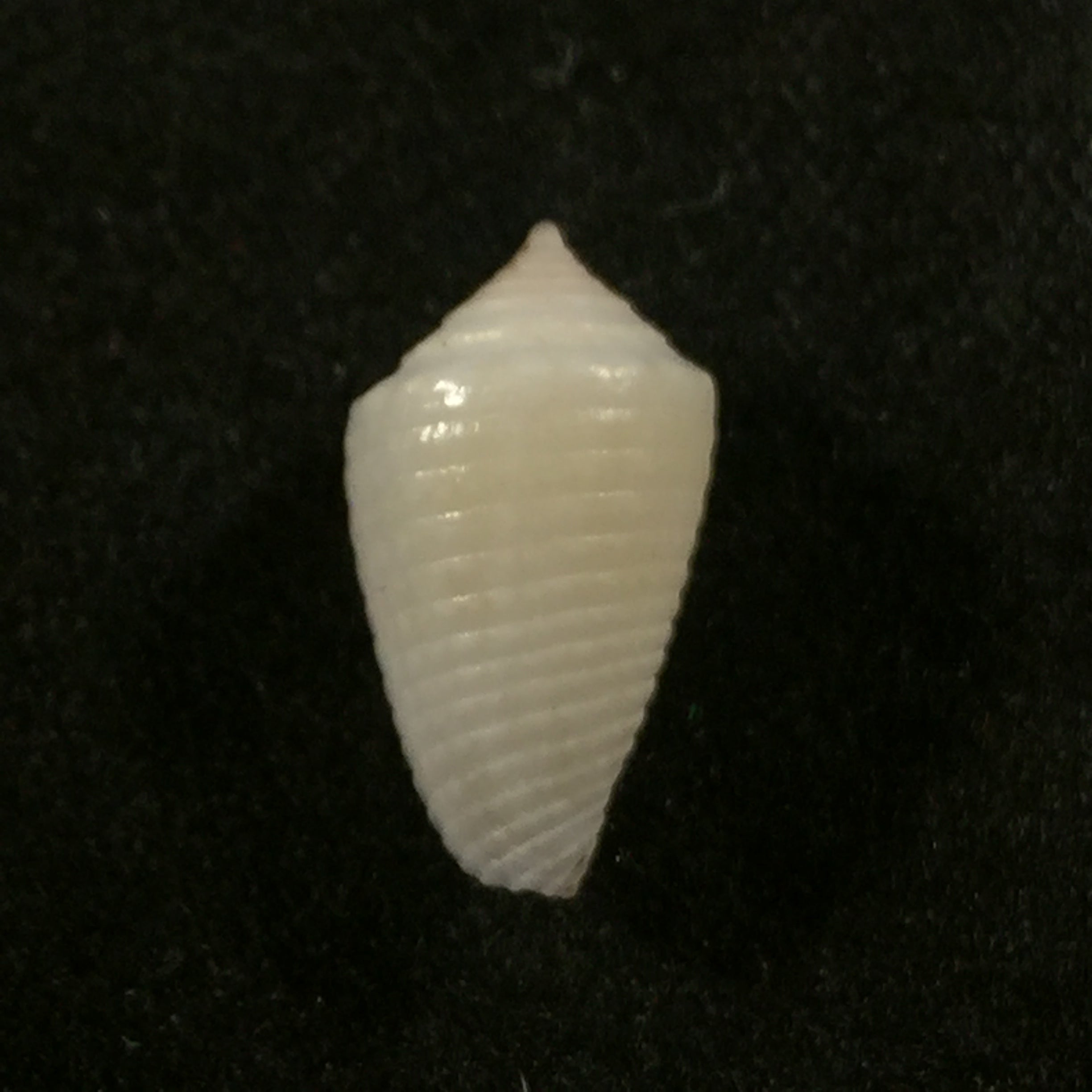 Conasprella pomponeti (Petuch & R. F. Myers, 2014) - 12,3mm