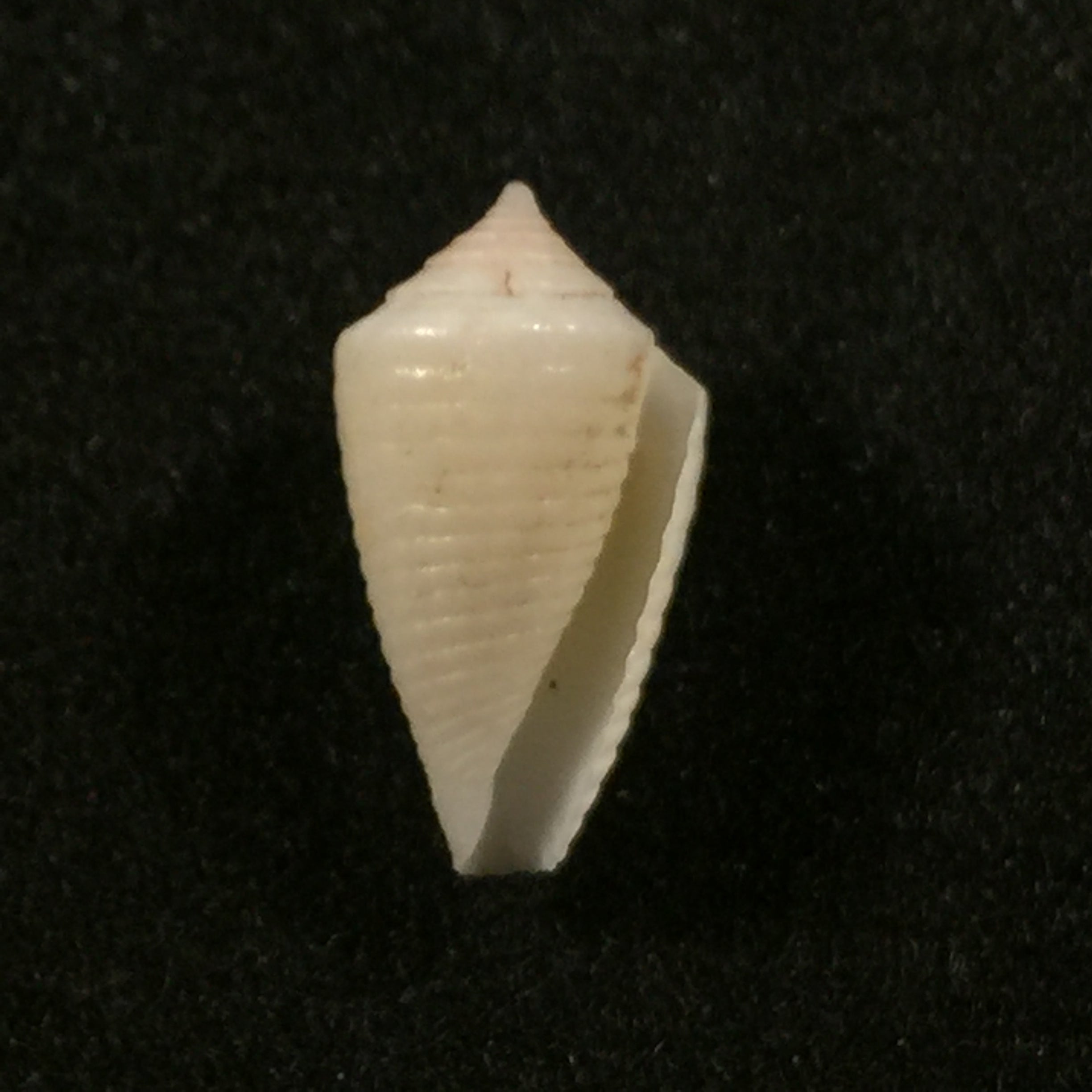 Conasprella pomponeti (Petuch & R. F. Myers, 2014) - 12,3mm