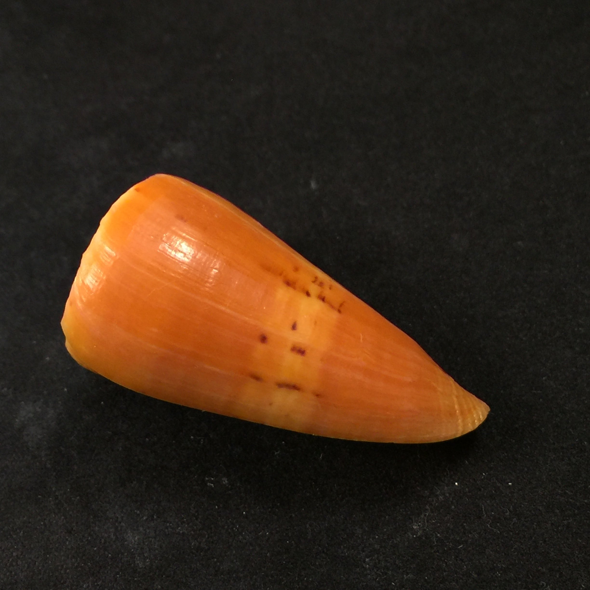 Conus riosi Petuch, 1986 - 44,5mm